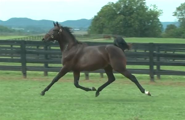 Standard Bred Yearlings
